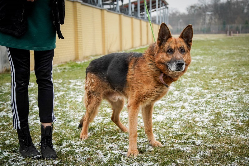 pies Egon z Ukrainy w  Schronisku dla Bezdomnych Zwierząt we Wrocławiu