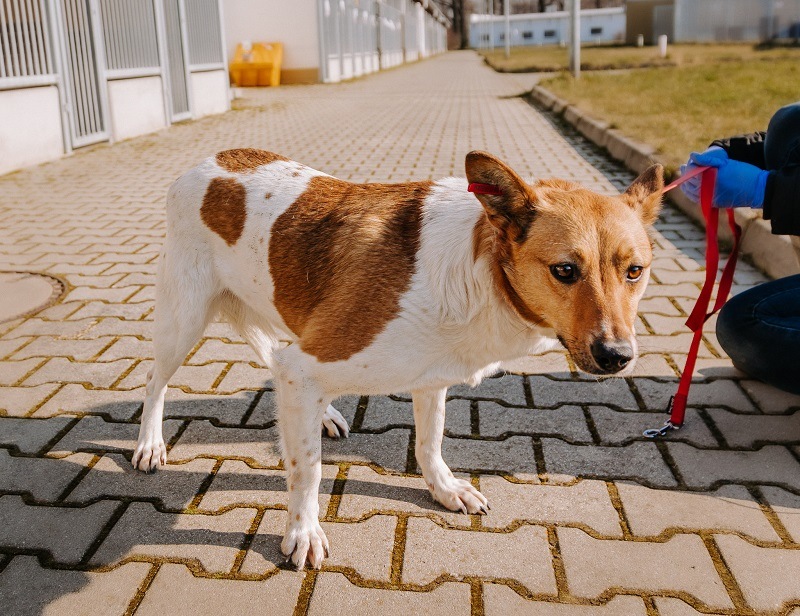pies Frida z Ukrainy w  Schronisku dla Bezdomnych Zwierząt we Wrocławiu