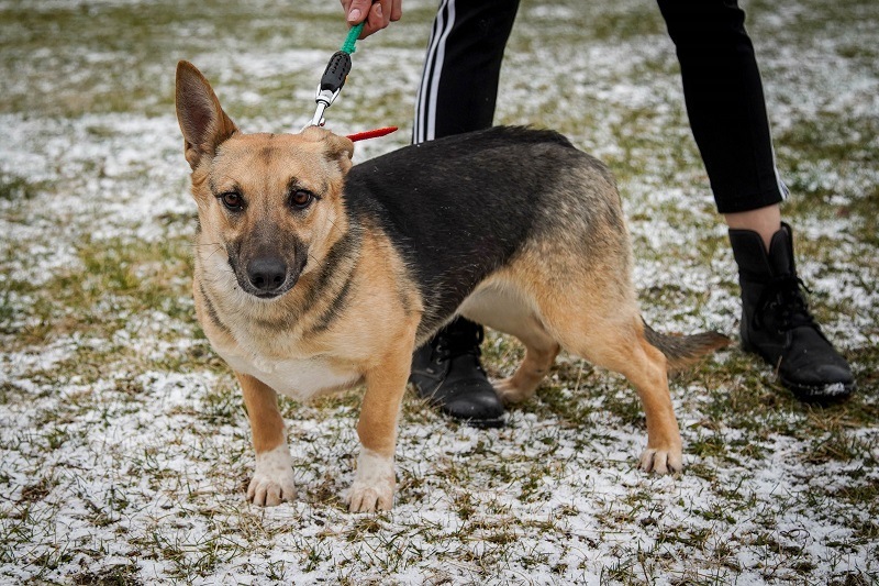 pies Juka z Ukrainy w  Schronisku dla Bezdomnych Zwierząt we Wrocławiu