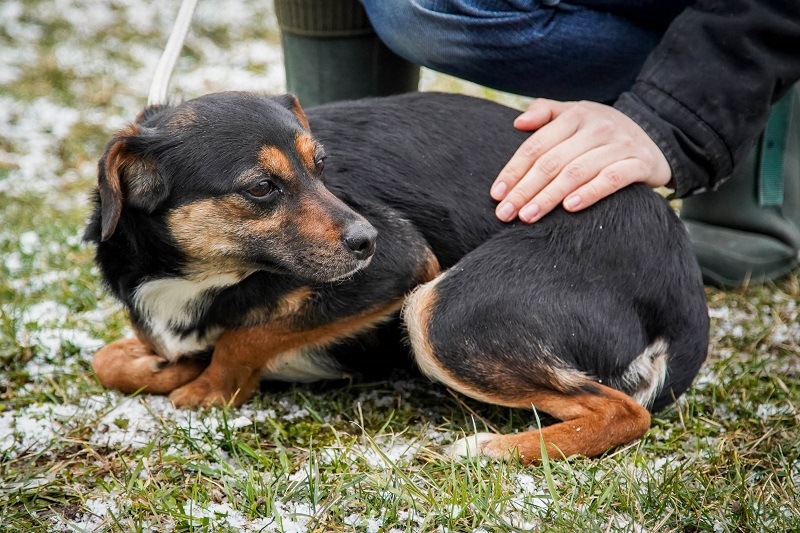 pies Neli z Ukrainy w  Schronisku dla Bezdomnych Zwierząt we Wrocławiu