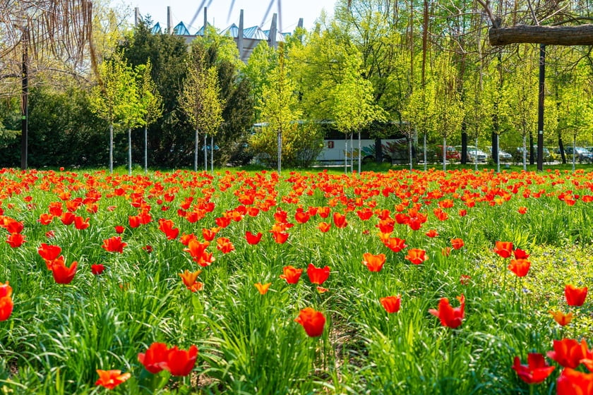 Skwer Wrocławianek we Wrocławiu zakwitł tysiącem tulipanów