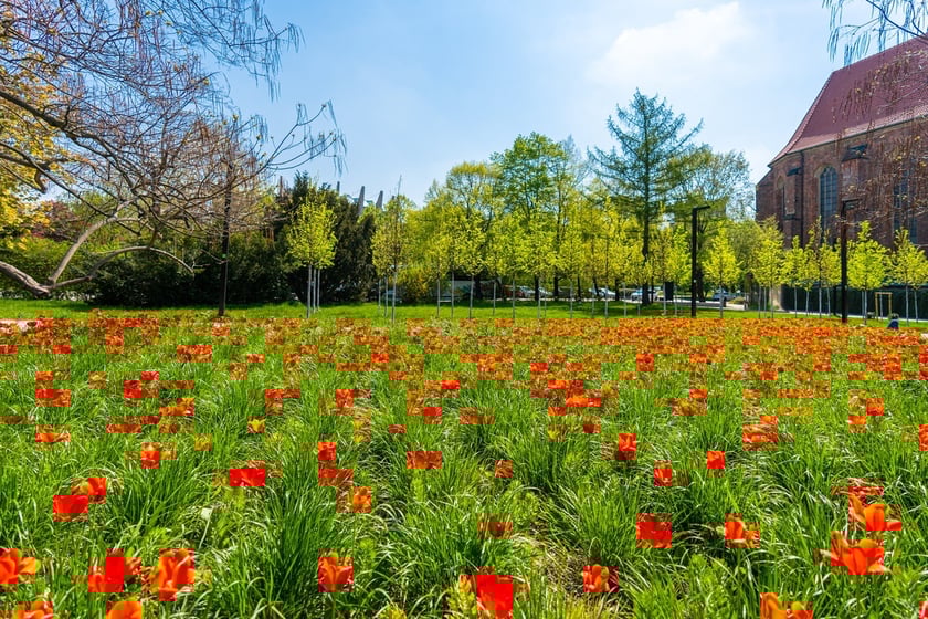 Skwer Wrocławianek we Wrocławiu zakwitł tysiącem tulipanów