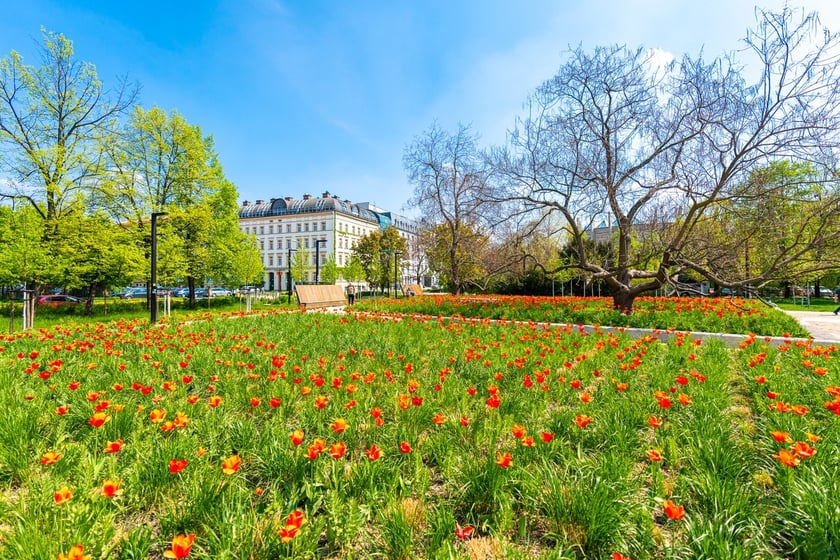 Skwer Wrocławianek we Wrocławiu zakwitł tysiącem tulipanów