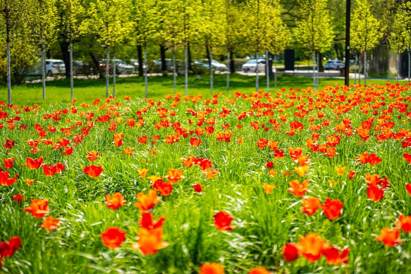 Skwer Wrocławianek we Wrocławiu zakwitł tysiącem tulipanów