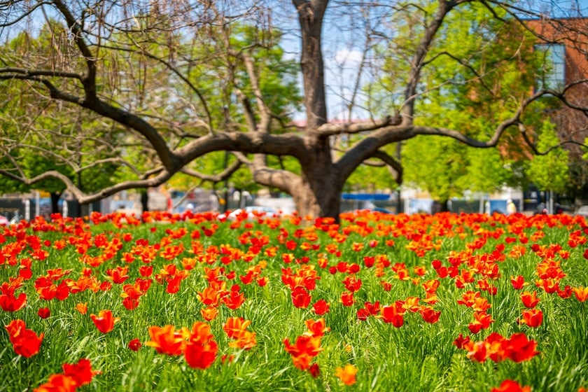 Skwer Wrocławianek we Wrocławiu zakwitł tysiącem tulipanów