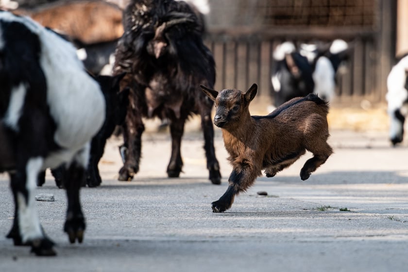 Na dziecińcu Zoo Wrocław na przestrzeni kilku miesięcy przyszło na świat około 50 młodych, w tym kilkanaście kóz karłowatych