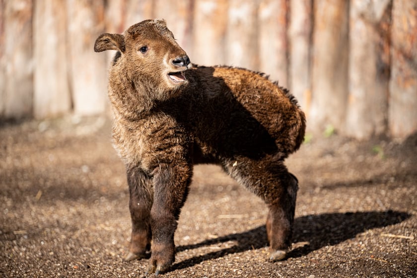 Na dziecińcu Zoo Wrocław na przestrzeni kilku miesięcy przyszło na świat około 50 młodych, w tym kilkanaście kóz karłowatych