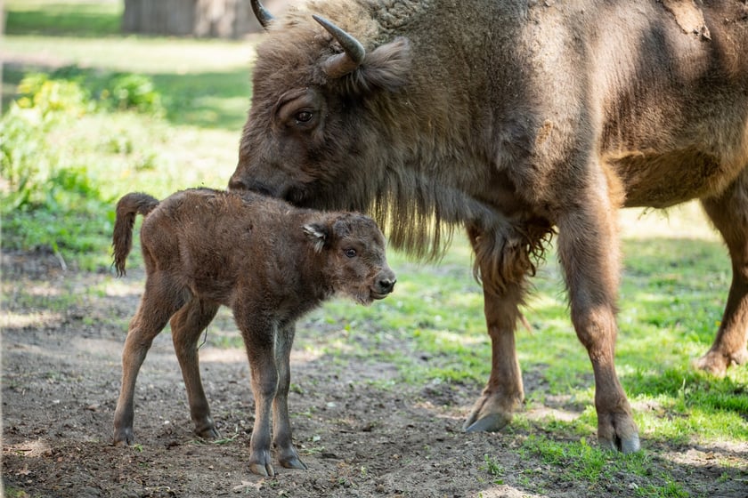 Młody żubr w Zoo Wrocław