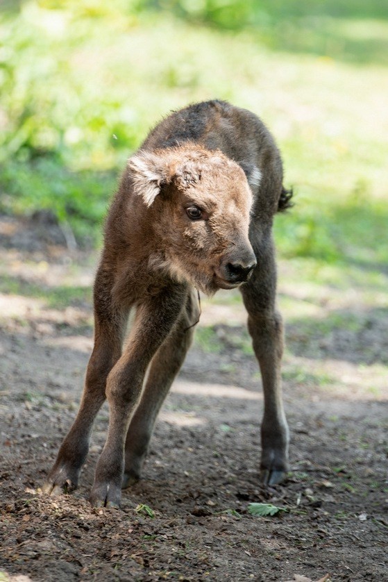 Młody żubr w Zoo Wrocław