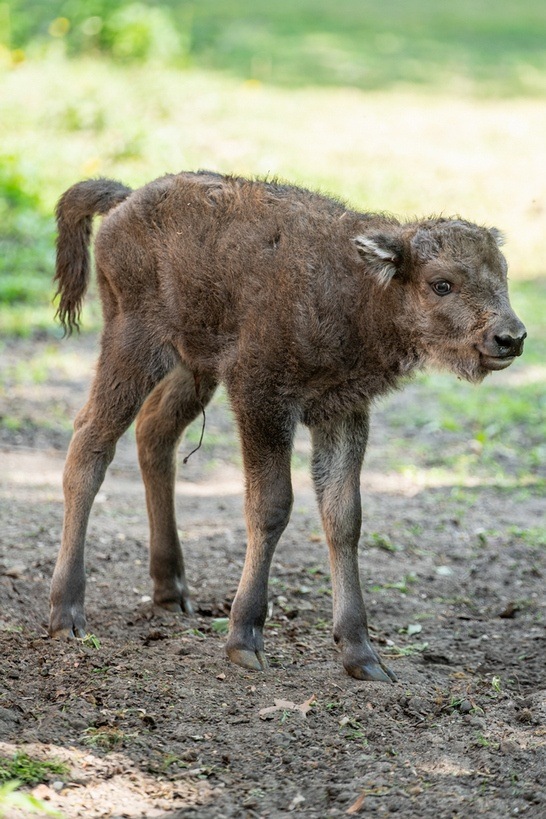 Młody żubr w Zoo Wrocław