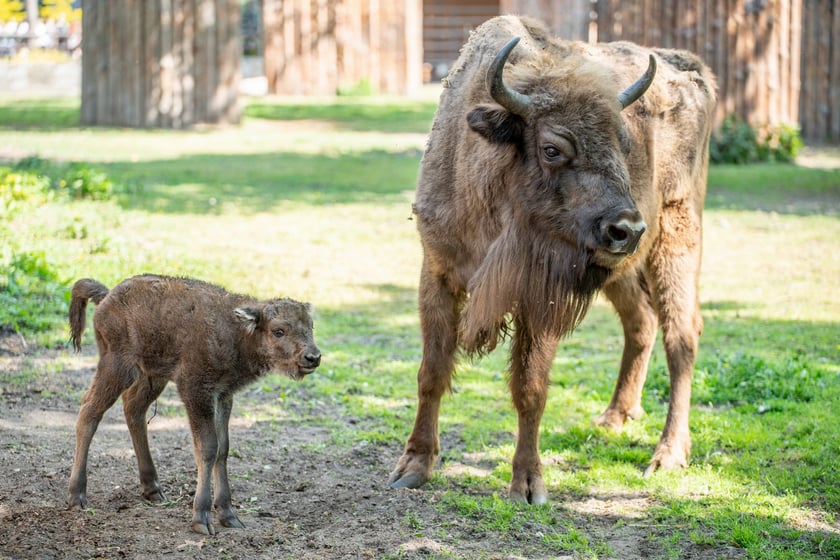 Młody żubr w Zoo Wrocław