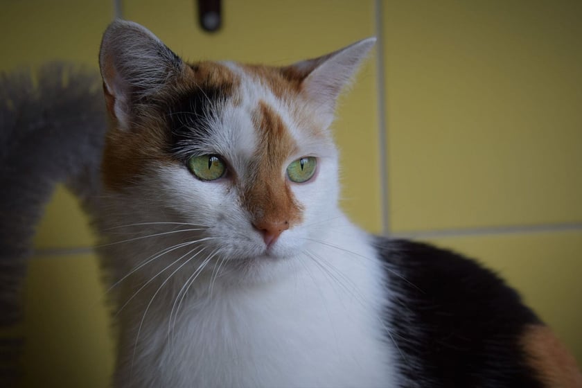 Dalia (nr 321/22) to cudna 3-letnia kotka. Do schroniska trafiła jako znaleziona. Dalia lubi ludzi, ale kontakt z nią musi się odbywać na jej zasadach :)