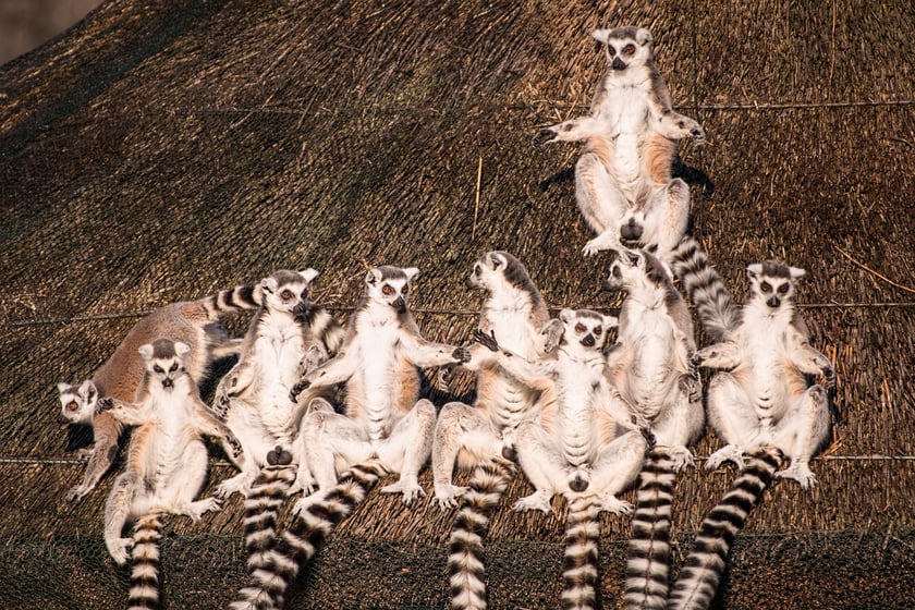 Dla lemurów katta słońce to żaden problem