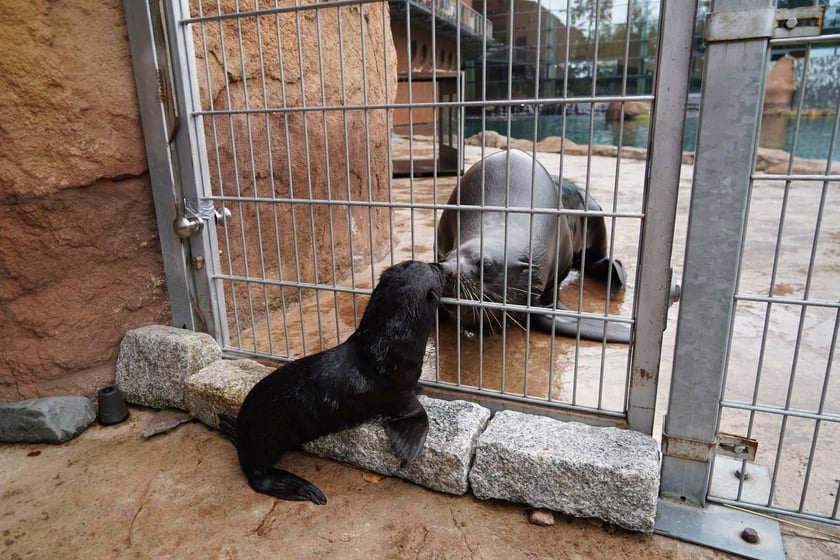 Mały kotik afrykański urodził się w Zoo Wrocław 13 czerwca 2022 r.