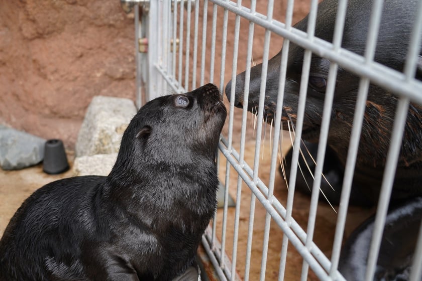 Mały kotik afrykański urodził się w Zoo Wrocław 13 czerwca 2022 r.