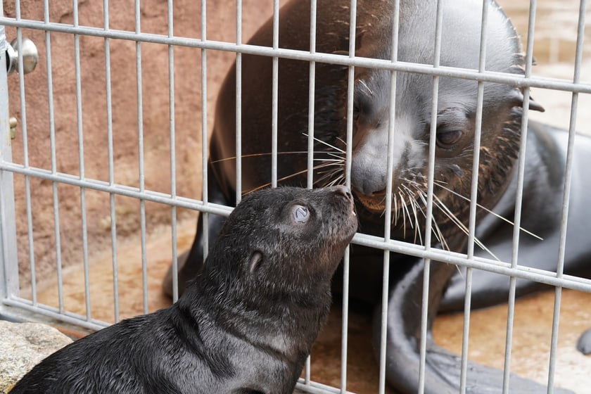 Mały kotik afrykański urodził się w Zoo Wrocław 13 czerwca 2022 r.