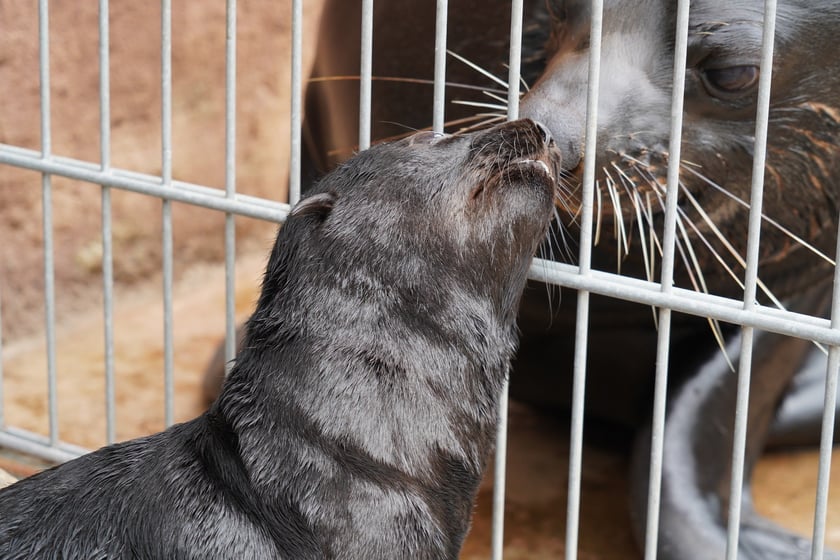 Mały kotik afrykański urodził się w Zoo Wrocław 13 czerwca 2022 r.
