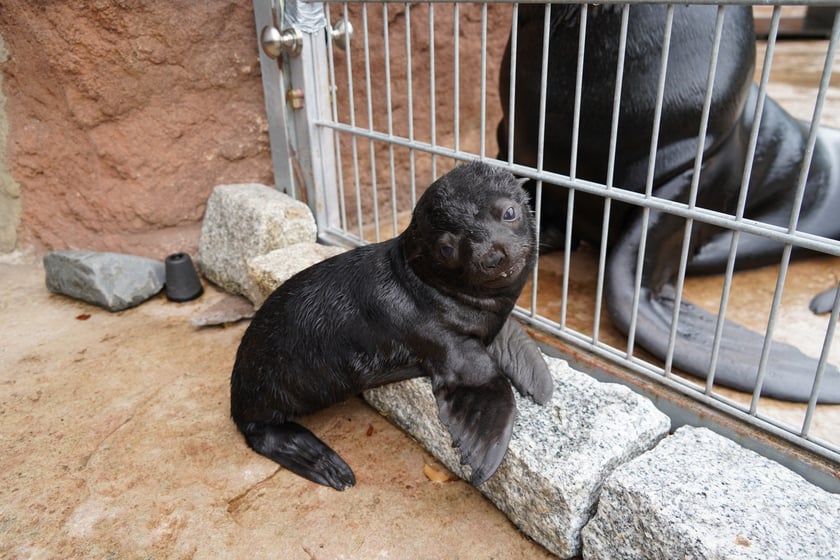 Mały kotik afrykański urodził się w Zoo Wrocław 13 czerwca 2022 r.