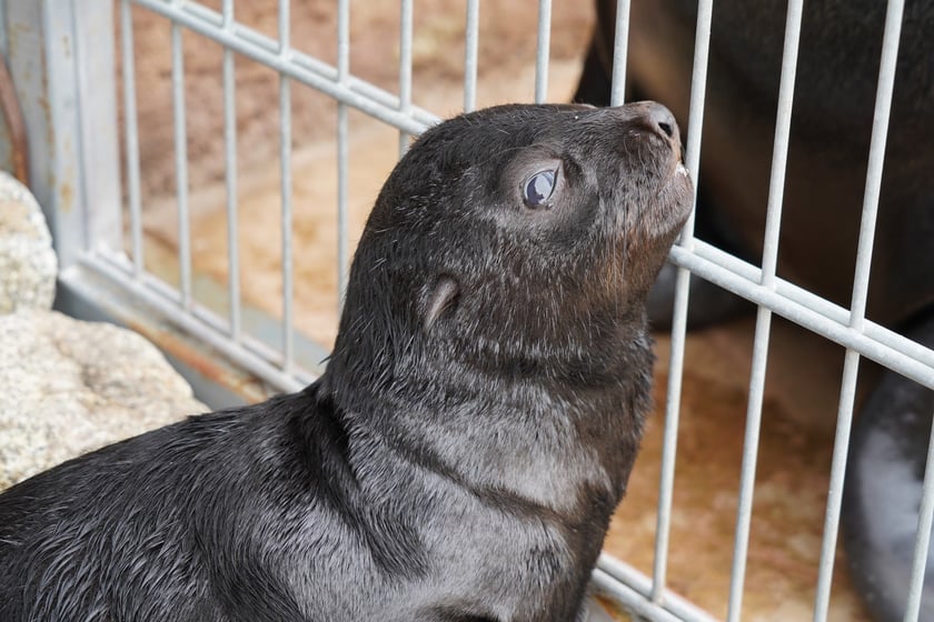 Mały kotik afrykański urodził się w Zoo Wrocław 13 czerwca 2022 r.