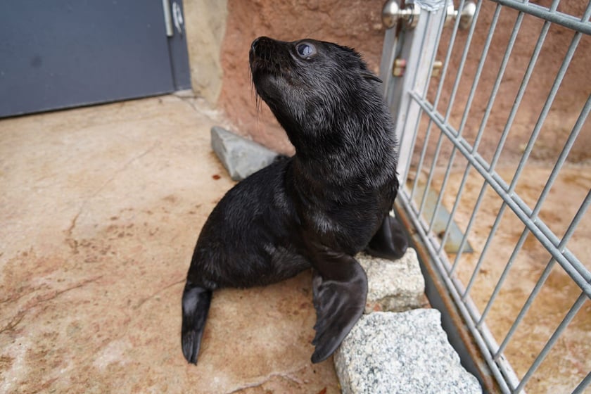 Mały kotik afrykański urodził się w Zoo Wrocław 13 czerwca 2022 r.
