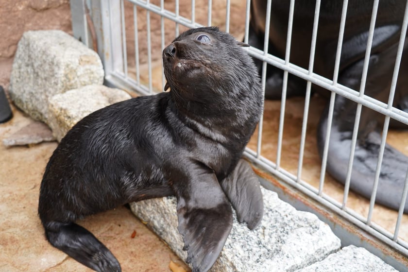 Mały kotik afrykański urodził się w Zoo Wrocław 13 czerwca 2022 r.
