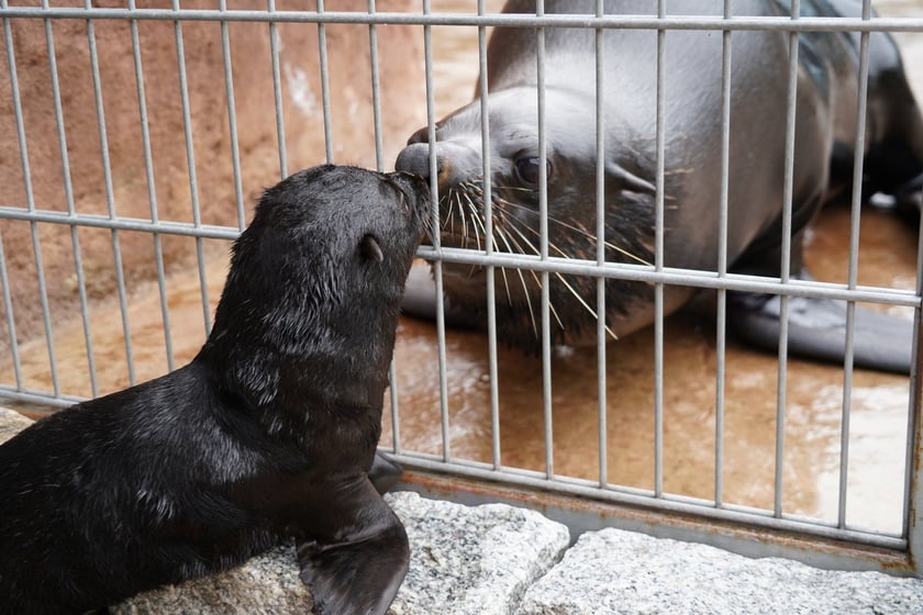 Mały kotik afrykański urodził się w Zoo Wrocław 13 czerwca 2022 r.