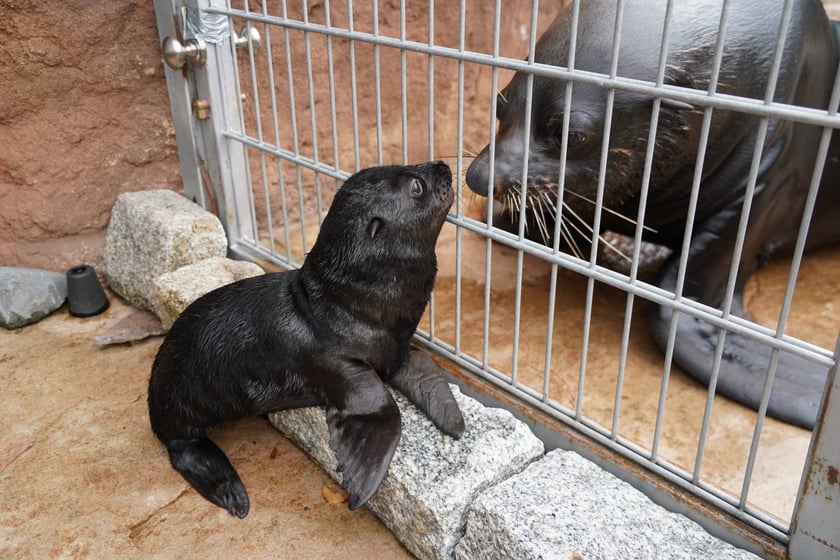 Mały kotik afrykański urodził się w Zoo Wrocław 13 czerwca 2022 r.