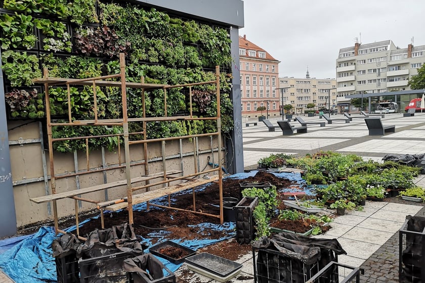 Plac Nowy Targ: nowe zielone ściany i dżdżownice na ratunek kasztanowcom