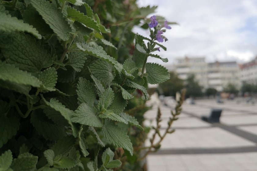 Plac Nowy Targ: nowe zielone ściany i dżdżownice na ratunek kasztanowcom