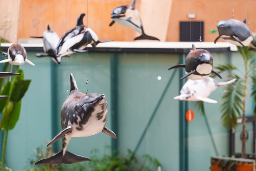 Wystawa "Czy różowe delfiny istnieją" w Afrykarium w Zoo Wrocław