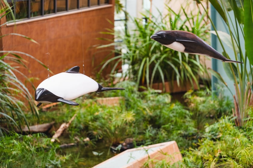 Wystawa "Czy różowe delfiny istnieją" w Afrykarium w Zoo Wrocław