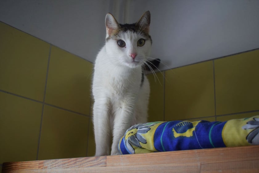 Kokos (nr 399/22) został do schroniska oddany przez właściciela. Po urodzeniu dziecka zaczął załatwiać się poza kuwetą. To miły do ludzi kocurek. Szuka spokojnego domu bez dzieci i zwierząt.