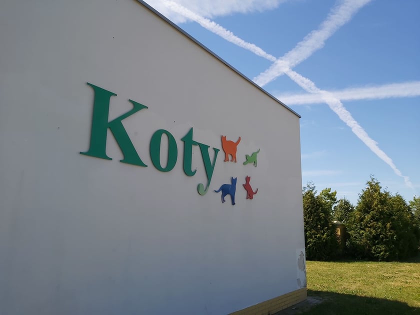W Schronisku dla Bezdomnych Zwierząt we Wrocławiu jest ponad 200 kotów