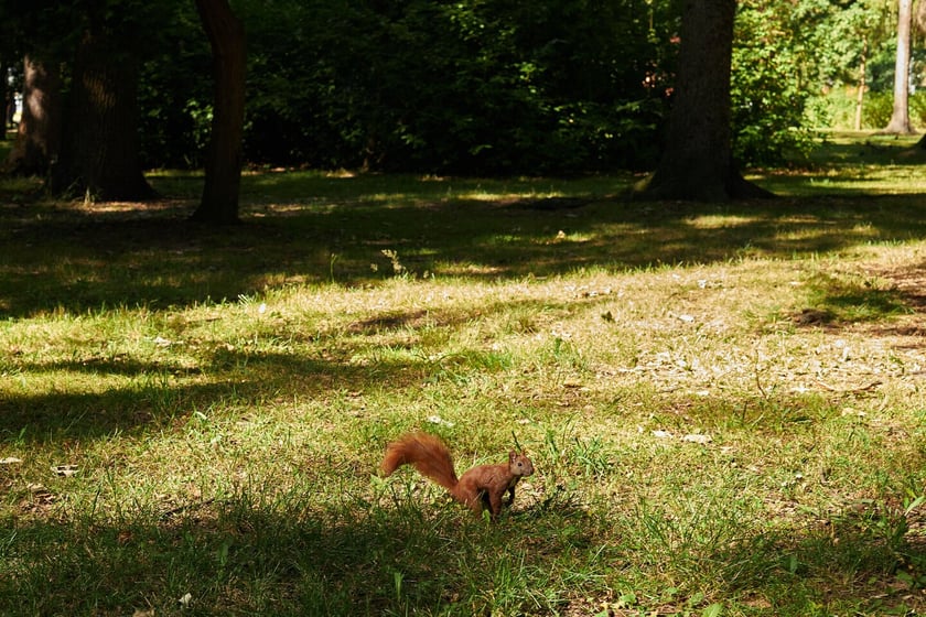 Park Zachodni we Wrocławiu
