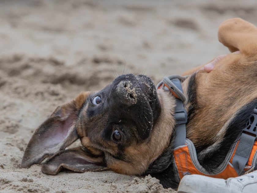 ?Ekostraż na chillu? w Basen Beach Bar już w sobotę, 6 sierpnia