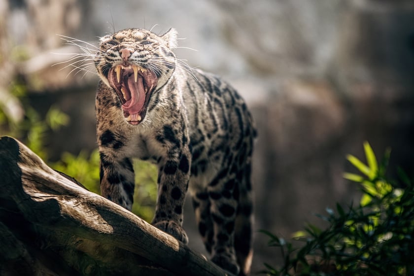 Dwie pantery mgliste żyją we wrocławskim zoo