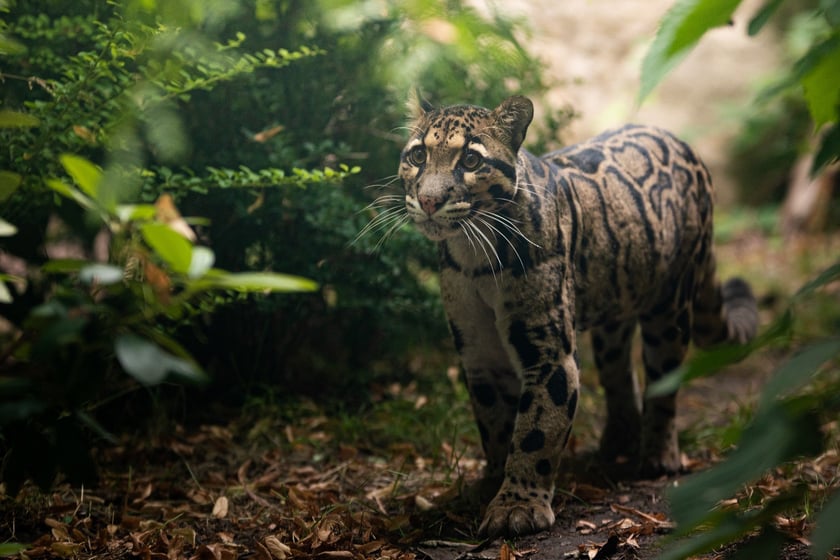 Dwie pantery mgliste żyją we wrocławskim zoo