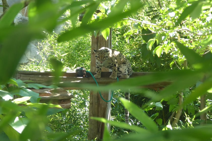 Dwie pantery mgliste żyją we wrocławskim zoo