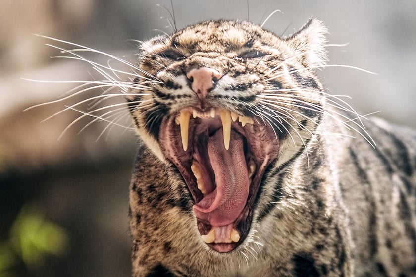 Dwie pantery mgliste żyją we wrocławskim zoo