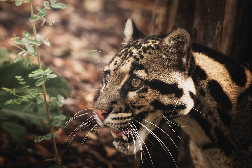 Dwie pantery mgliste żyją we wrocławskim zoo