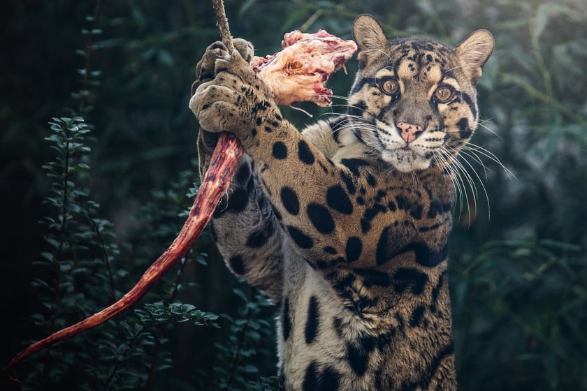 Dwie pantery mgliste żyją we wrocławskim zoo