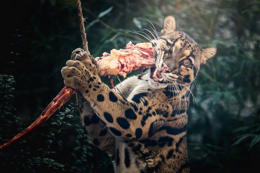 Dwie pantery mgliste żyją we wrocławskim zoo