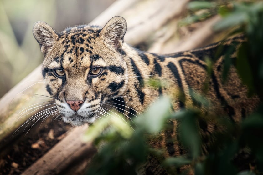 Dwie pantery mgliste żyją we wrocławskim zoo