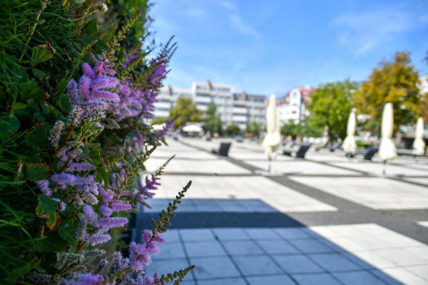 Plac Nowy Targ we Wrocławiu wkrótce będzie bardziej zielony