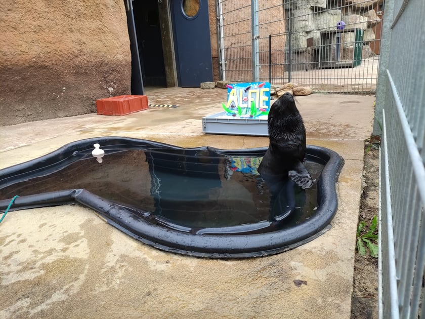 Nowy mieszkaniec Zoo Wrocław to kotik afrykański. Otrzymał imię Alfie