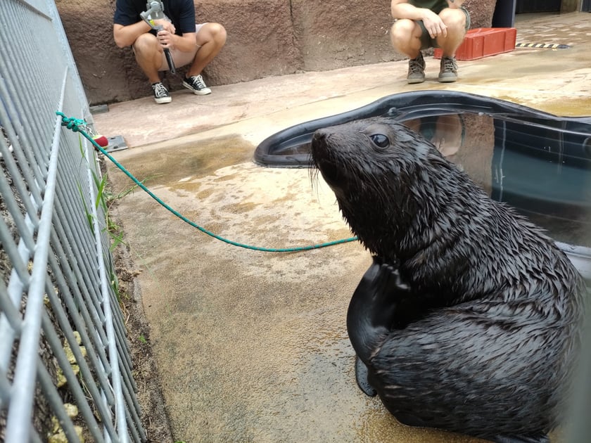 Nowy mieszkaniec Zoo Wrocław to kotik afrykański. Otrzymał imię Alfie