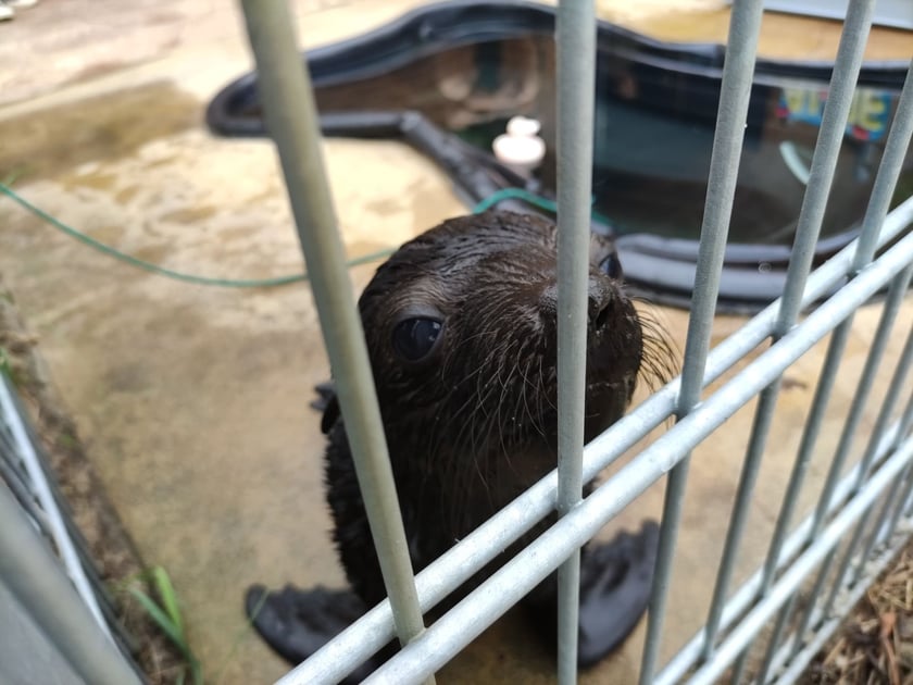 Nowy mieszkaniec Zoo Wrocław to kotik afrykański. Otrzymał imię Alfie