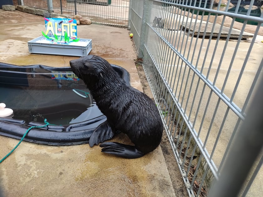 Nowy mieszkaniec Zoo Wrocław to kotik afrykański. Otrzymał imię Alfie