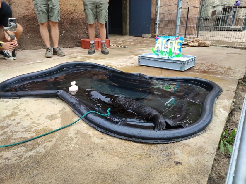Nowy mieszkaniec Zoo Wrocław to kotik afrykański. Otrzymał imię Alfie