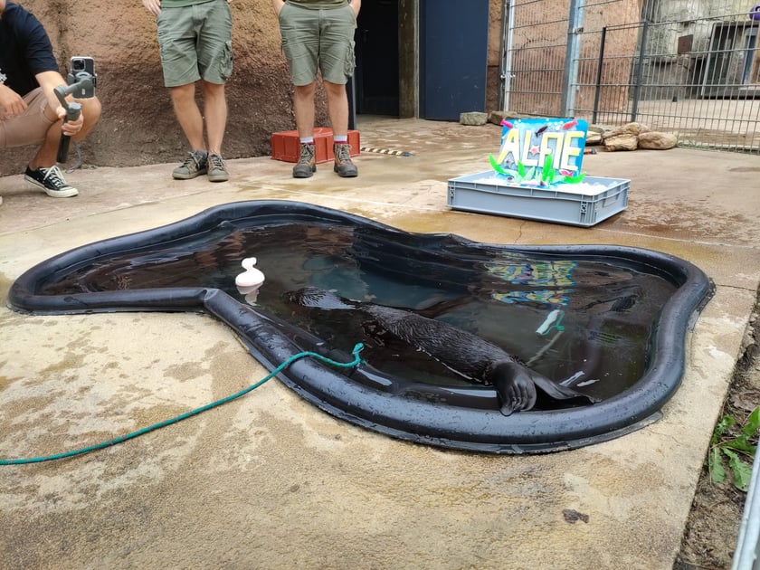 Nowy mieszkaniec Zoo Wrocław to kotik afrykański. Otrzymał imię Alfie